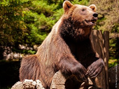 Le parc animalier des Pyrénées